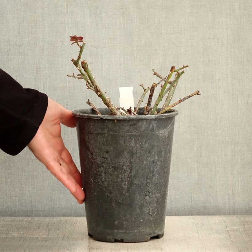 Example of Rosa Rose de la Petite Chabotte - Trosroos Pot van 4 l/5 l as you get in hiver