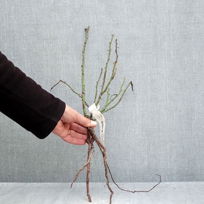 Exemplaar van Rosa Rose du CICR - Trosroos Naakte wortel zoals geleverd in de winter