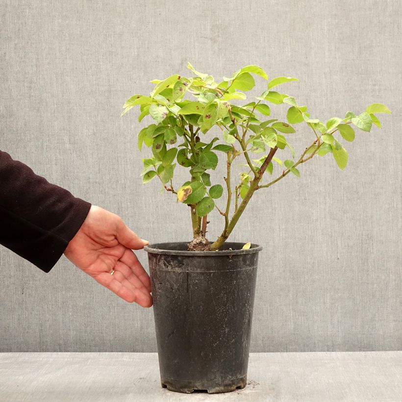 Exemplaar van Rosa Rustica ® III - Trosroos Pot van 4 l/5 l zoals geleverd in de lente