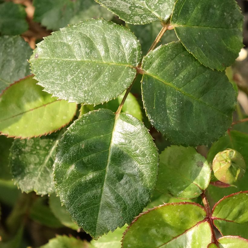 Rosa Salto - Trosroos (Blad)