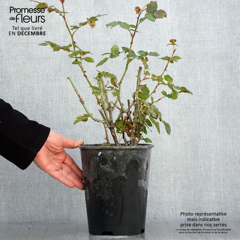 Exemplaar van Rosier à fleurs groupées Salto Pot de 4L/5L zoals geleverd in de herfst