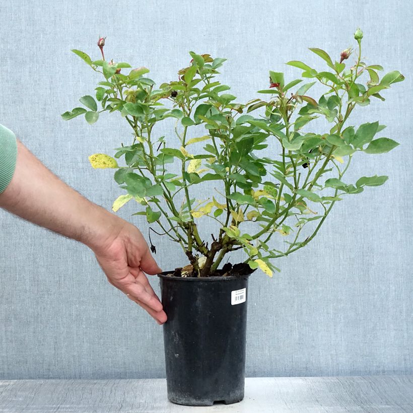 Exemplaar van Rosa Schöne Koblenzerin - Trosroos Pot van 2 l/3 l zoals geleverd in de zomer