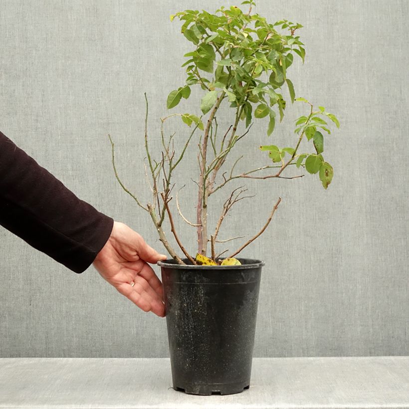 Exemplaar van Rosa Kurfürstin Sophie - Trosroos Pot van 4 l/5 l zoals geleverd in de herfst