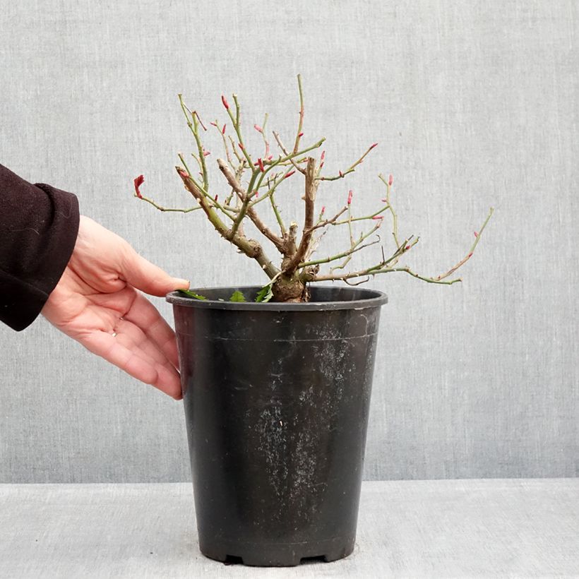 Exemplaar van Rosa Kurfürstin Sophie - Trosroos Pot van 4 l/5 l zoals geleverd in de winter