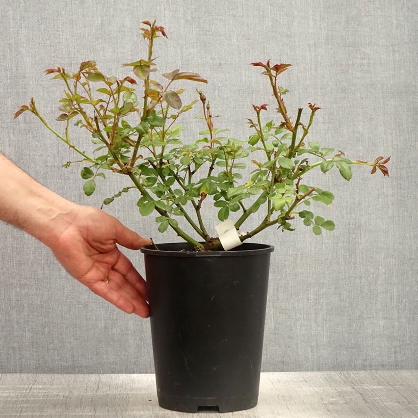 Exemplaar van Rosa Sourire de Sylvie - Trosroos Pot van 4 l/5 l zoals geleverd in de lente