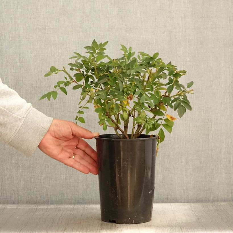 Exemplaar van Rosa Strandperle Norderney - Hondsroos Pot van 4 l/5 l zoals geleverd in de herfst
