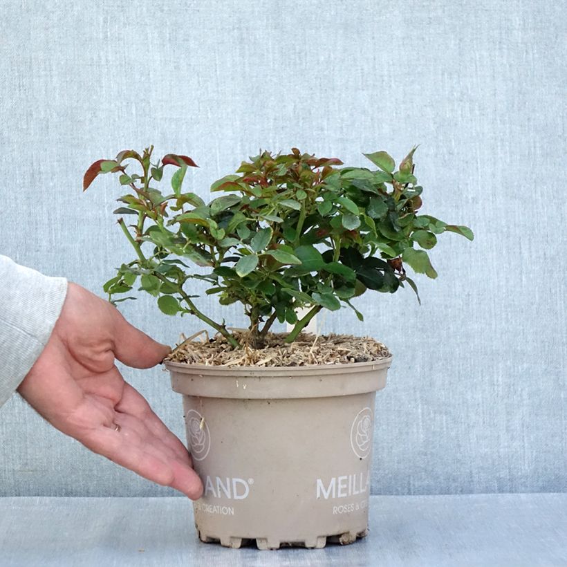 Example of Rosa Sugar Candy Rose - Trosroos Pot van 2 l/3 l as you get in ete