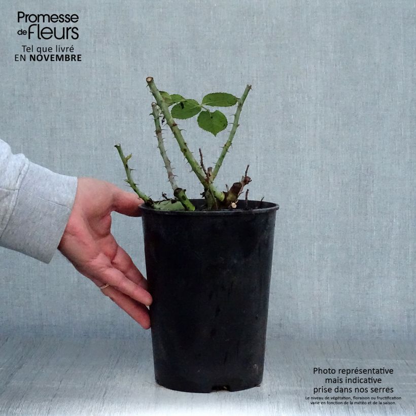 Exemplaar van Rosa Summer of Love - Trosroos Pot van 2 l/3 l zoals geleverd in de herfst