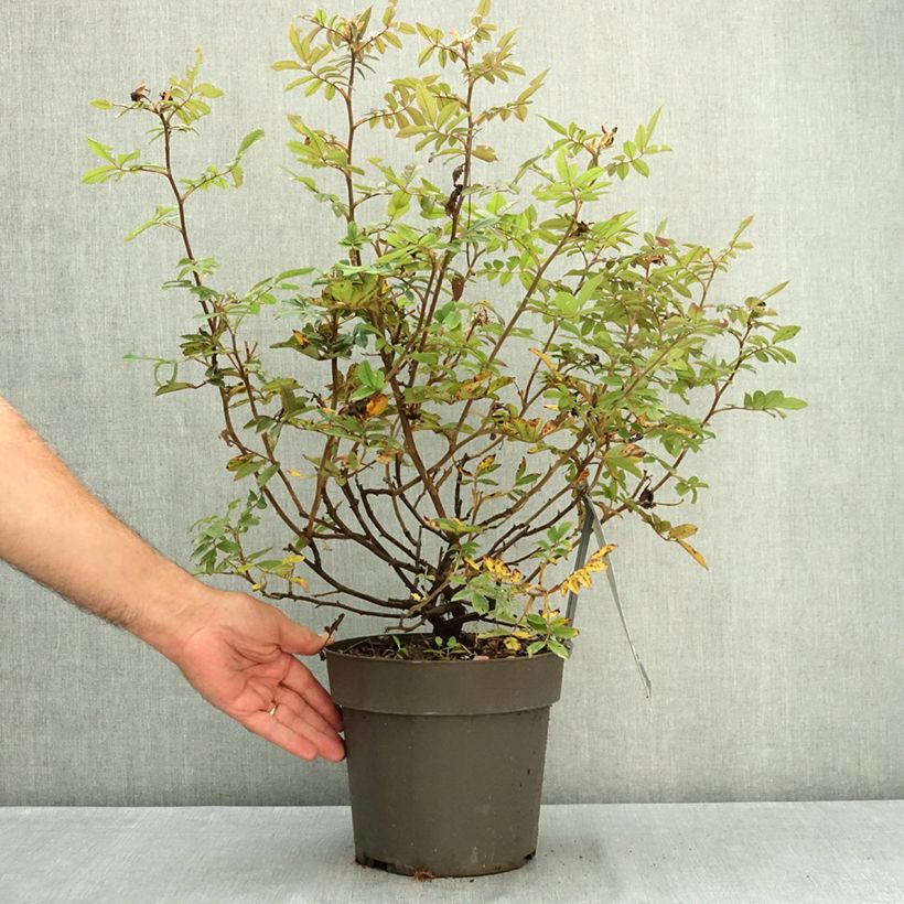 Exemplaar van Rosa Take It Easy Red - Hondsroos Pot van 4 l/5 l zoals geleverd in de zomer
