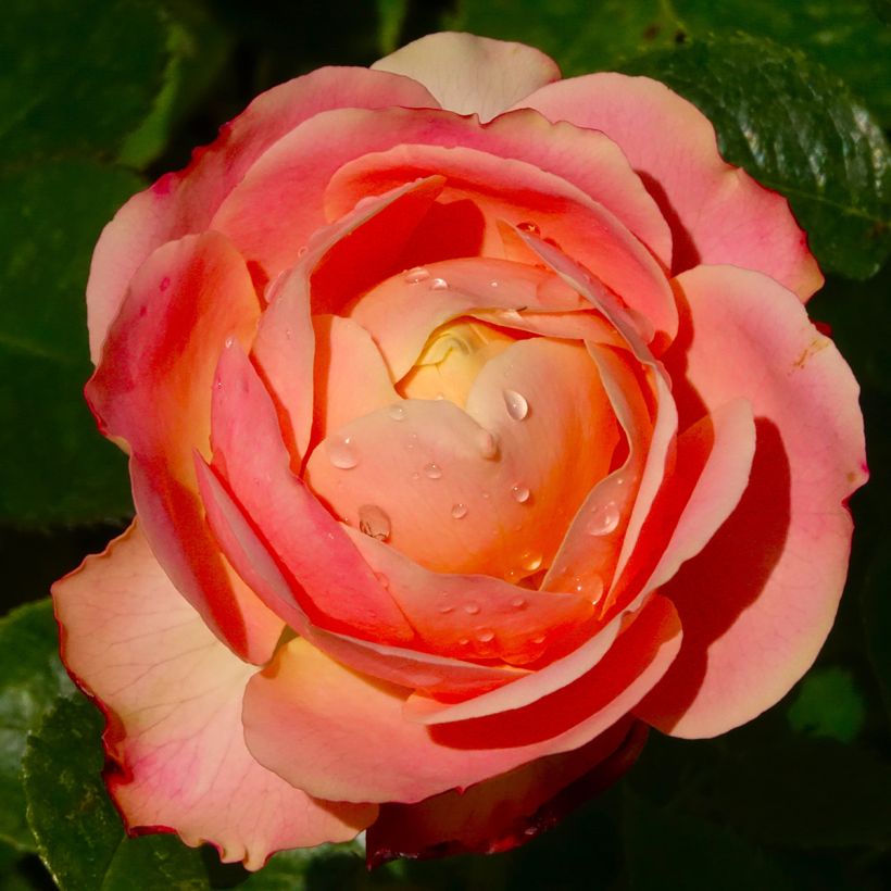 Rosa Tobago - Trosroos (Bloei)