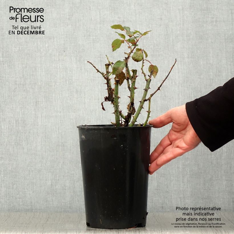Exemplaar van Rosier à fleurs groupées Tobago Pot de 4L/5L zoals geleverd in de herfst