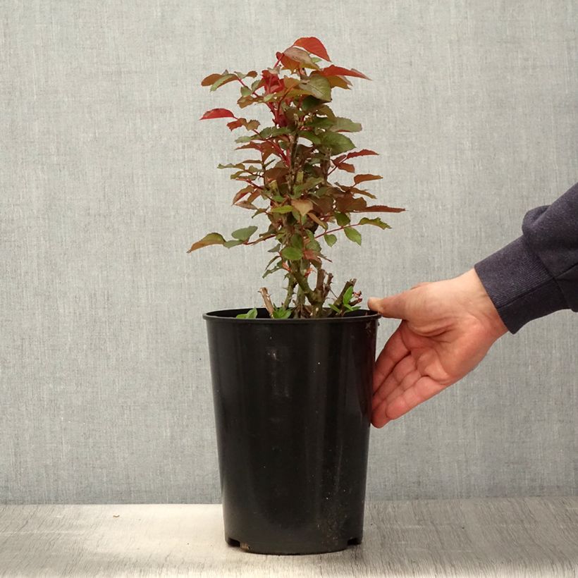 Exemplaar van Rosa Tobago - Trosroos Pot van 4 l/5 l zoals geleverd in de lente