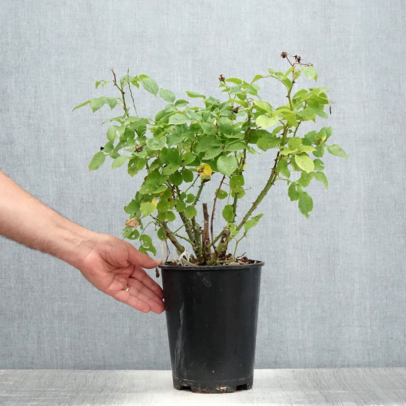 Exemplaar van Rosa Utopia - Trosroos Pot van 3 l/4 l zoals geleverd in de zomer