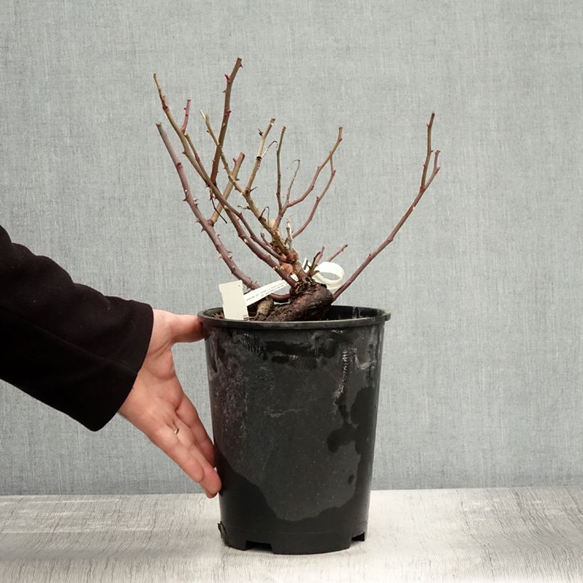 Exemplaar van Rosa You're Beautiful - Trosroos Pot van 4 l/5 l zoals geleverd in de herfst