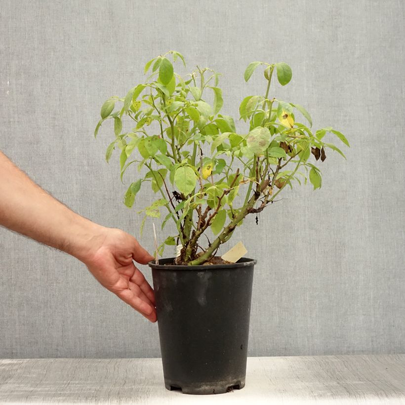 Exemplaar van Rosa You're Beautiful - Trosroos Pot van 4 l/5 l zoals geleverd in de zomer