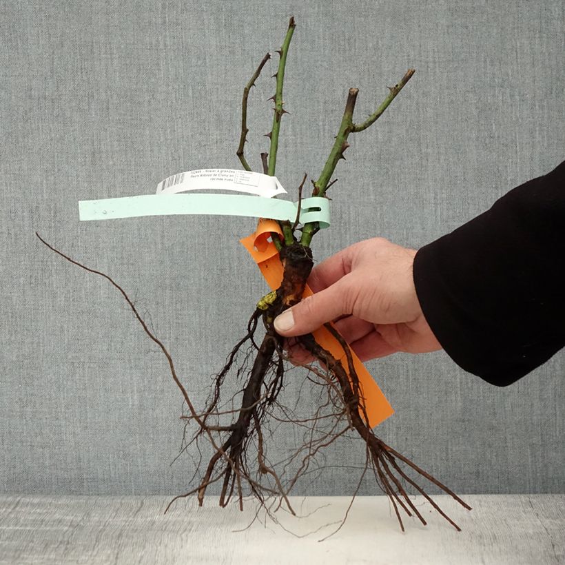 Exemplaar van Rosa Abbaye de Cluny - Grootbloemige roos Naakte wortel zoals geleverd in de winter