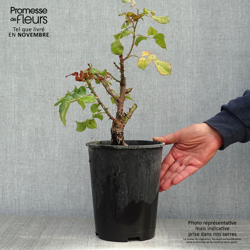 Exemplaar van Rosa Agnès B - Grootbloemige roos Pot van 4 l/5 l zoals geleverd in de herfst