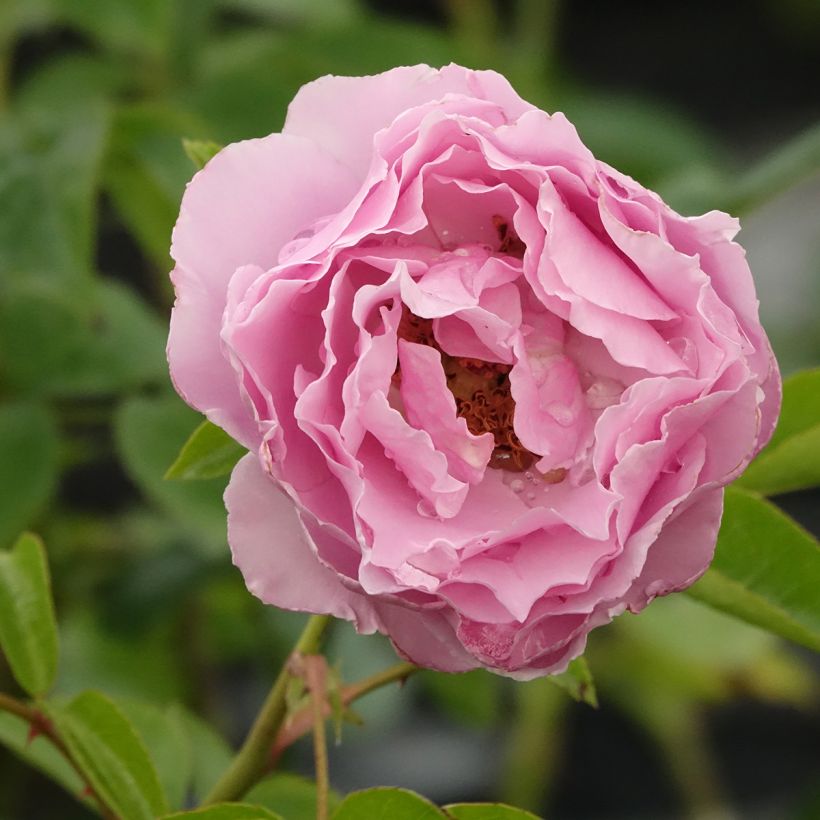 Rosa Alexandra David Neel - Grootbloemige roos (Bloei)