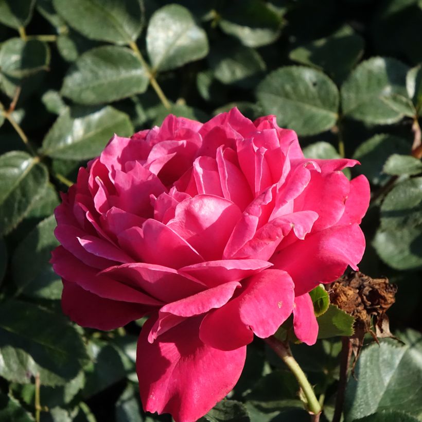 Rosa ALEXANDRE ASTIER - Grootbloemige roos (Bloei)