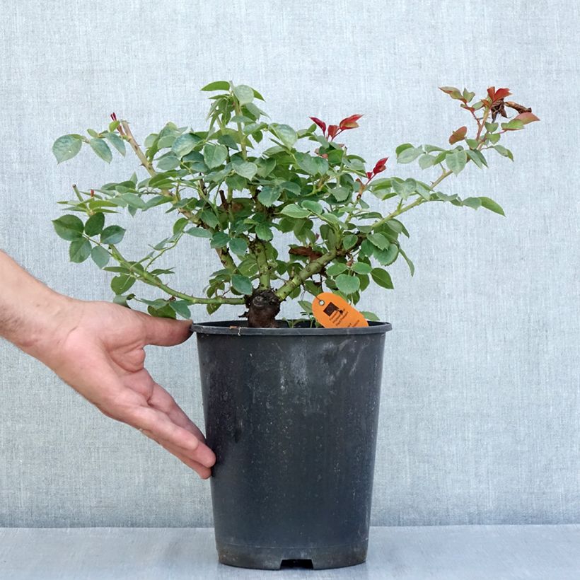 Exemplaar van Rosa ALEXANDRE ASTIER - Grootbloemige roos Pot van 4 l/5 l zoals geleverd in de zomer