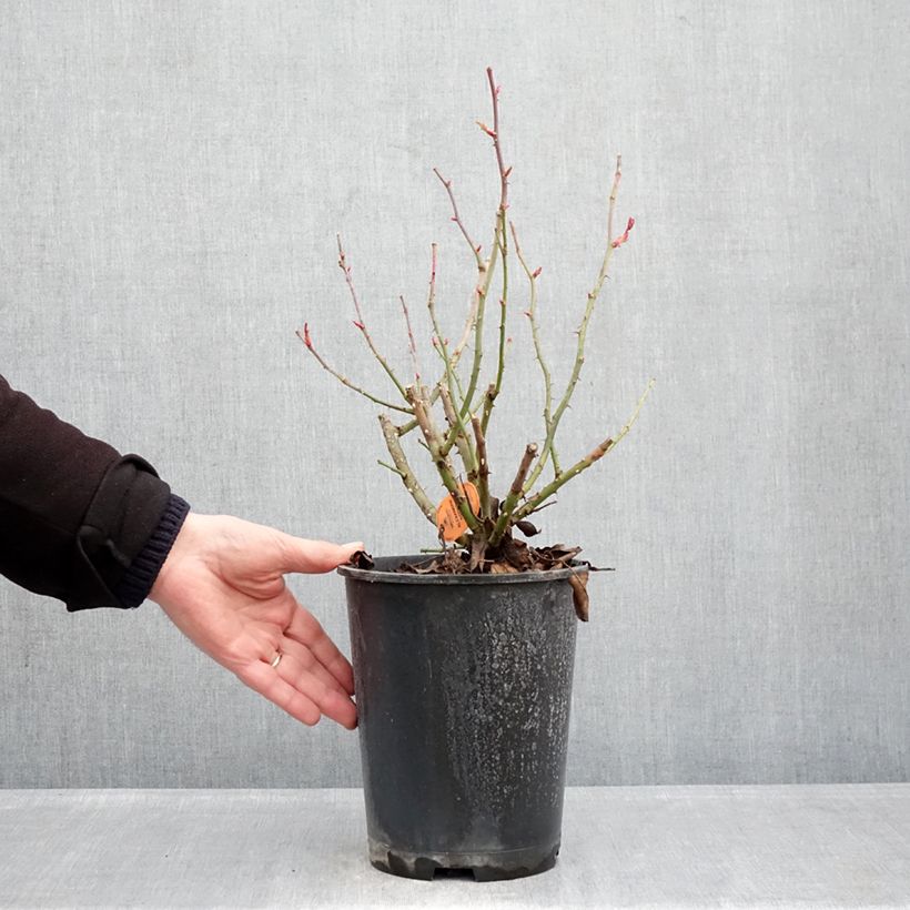 Exemplaar van Rosa ALEXANDRE ASTIER - Grootbloemige roos Pot van 4 l/5 l zoals geleverd in de winter