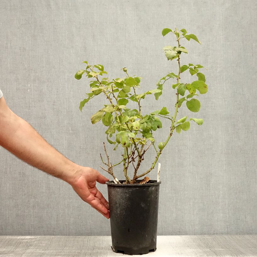 Exemplaar van Rosa Alissar Princess of Phoenicia - Struikroos Pot van 4 l/5 l zoals geleverd in de zomer