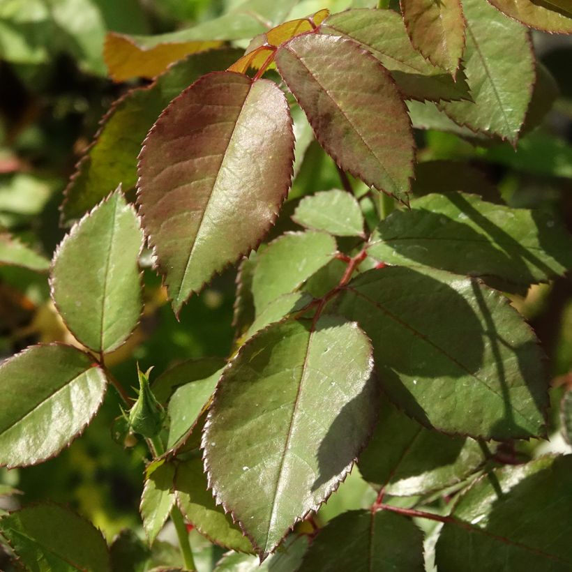 Rosa Alissar Princess of Phoenicia - Struikroos (Blad)