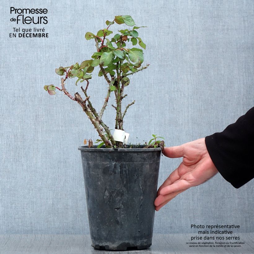 Exemplaar van Rosa Anahe - Grootbloemige roos Pot van 4 l/5 l zoals geleverd in de herfst
