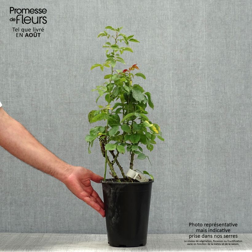 Exemplaar van Rosa Anahe - Grootbloemige roos Pot van 4 l/5 l zoals geleverd in de zomer
