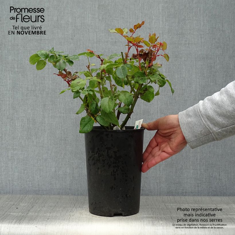 Exemplaar van Rosa Anastasia - Grootbloemige roos Pot van 4 l/5 l zoals geleverd in de herfst