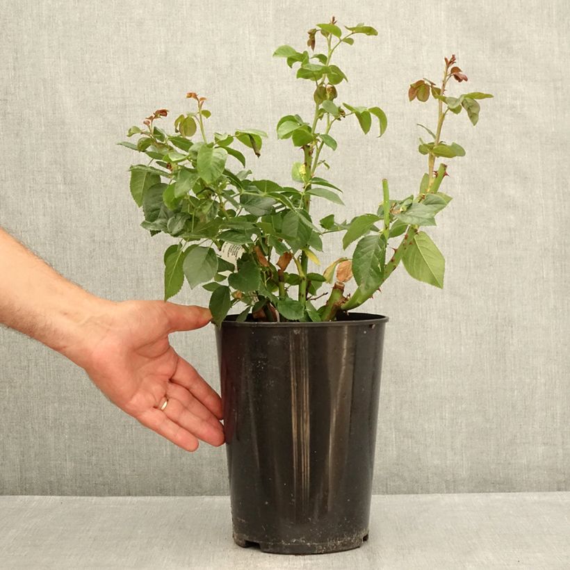 Exemplaar van Rosa Anastasia - Grootbloemige roos Pot van 4 l/5 l zoals geleverd in de zomer