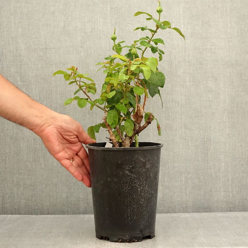 Example of Rosa André le Nôtre - Grootbloemige roos Pot van 4 l/5 l as you get in ete