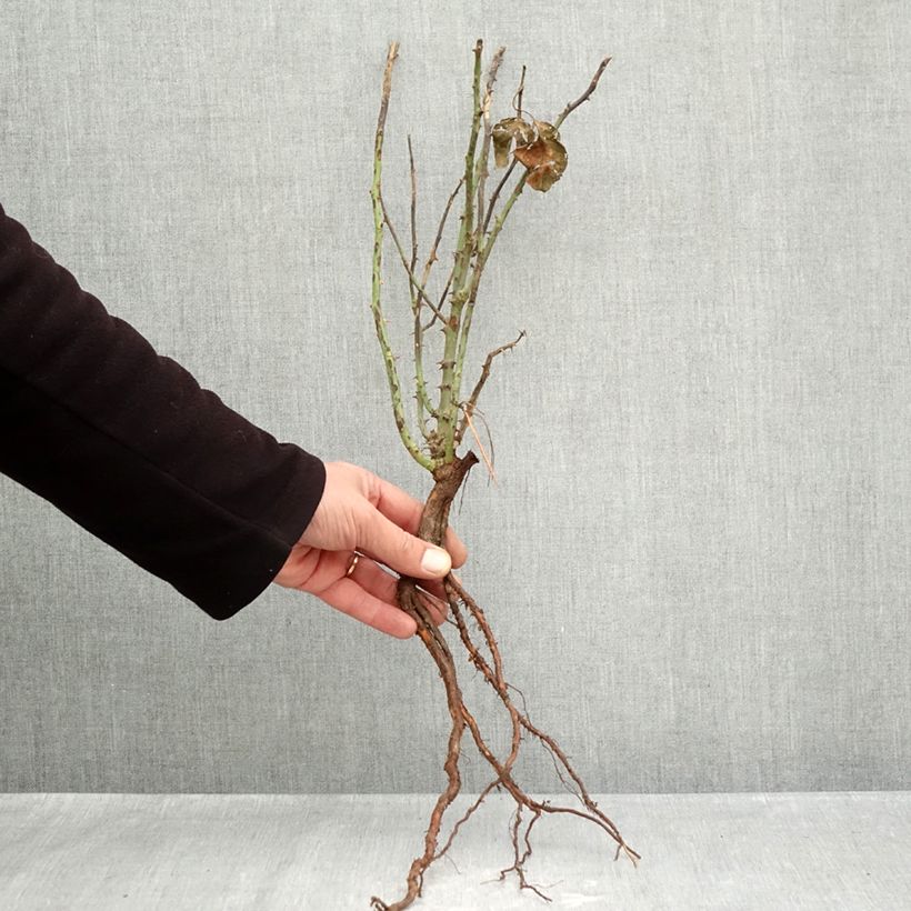 Example of Rosa André le Nôtre - Grootbloemige roos Naakte wortel as you get in hiver