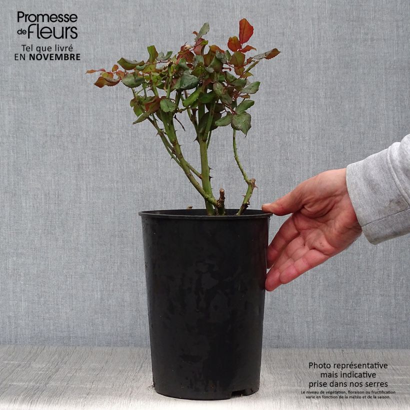 Exemplaar van Rosa André Willemse - Grootbloemige roos Pot van 4 l/5 l zoals geleverd in de herfst
