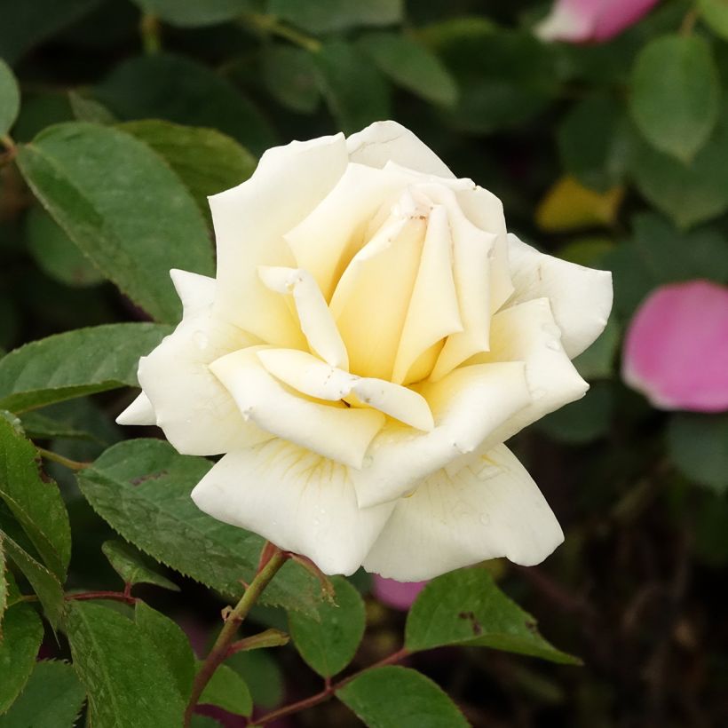 Rosa Anggun - Grootbloemige roos (Bloei)