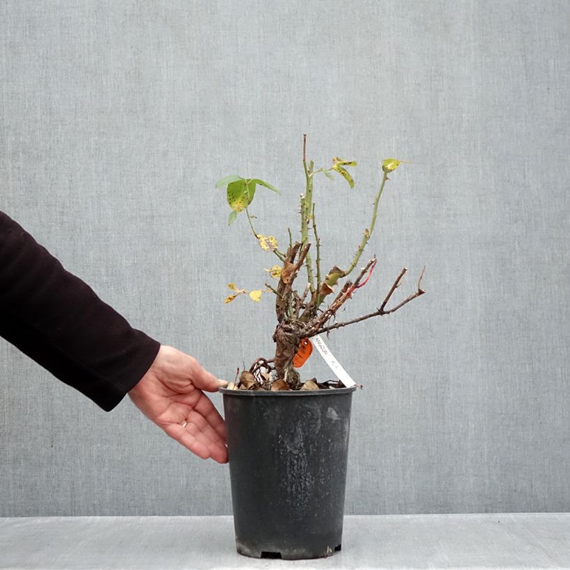 Exemplaar van Rosa Anggun - Grootbloemige roos Pot van 4 l/5 l zoals geleverd in de herfst