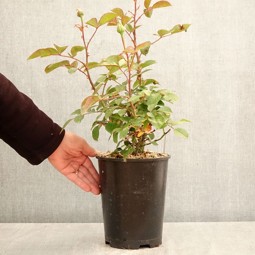 Exemplaar van Rosa Anggun - Grootbloemige roos Pot van 4 l/5 l zoals geleverd in de lente