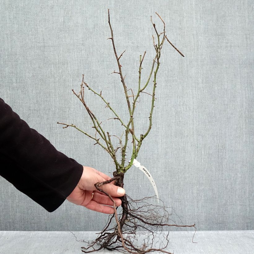 Example of Rosa Anggun - Grootbloemige roos Naakte wortel as you get in hiver