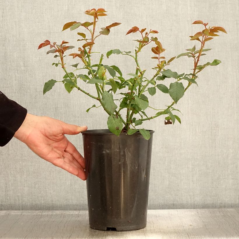 Exemplaar van Rosa Annapurna - Grootbloemige roos Pot van 4 l/5 l zoals geleverd in de herfst