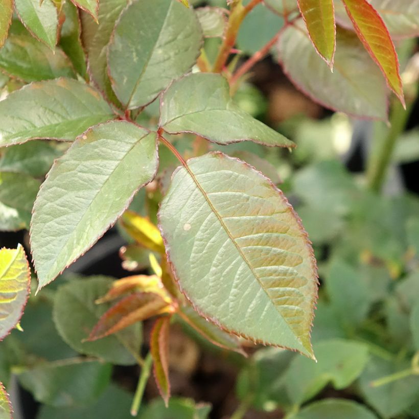 Rosa Annapurna - Grootbloemige roos (Blad)