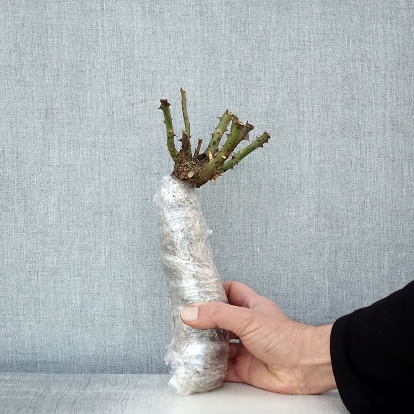 Exemplaar van Rosa Anne Vanderlove - Grootbloemige roos In kluit zoals geleverd in de winter