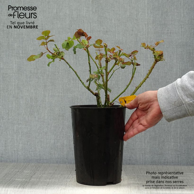 Exemplaar van Rosa Astrid Gräfin von Hardenberg - Grootbloemige roos Pot van 4 l/5 l zoals geleverd in de herfst