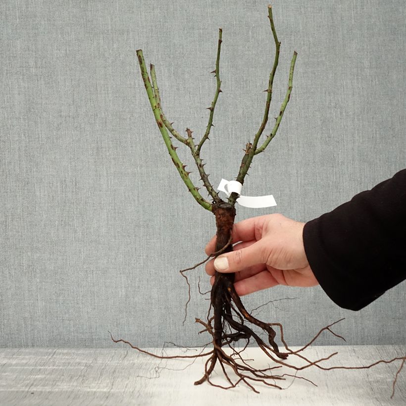 Exemplaar van Rosa Augusta Luise - Grootbloemige roos Naakte wortel zoals geleverd in de winter