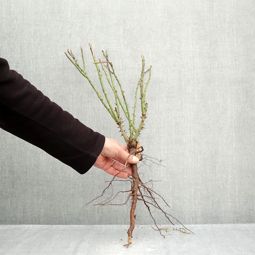 Exemplaar van Rosa Auguste Escoffier - Grootbloemige roos Naakte wortel zoals geleverd in de winter