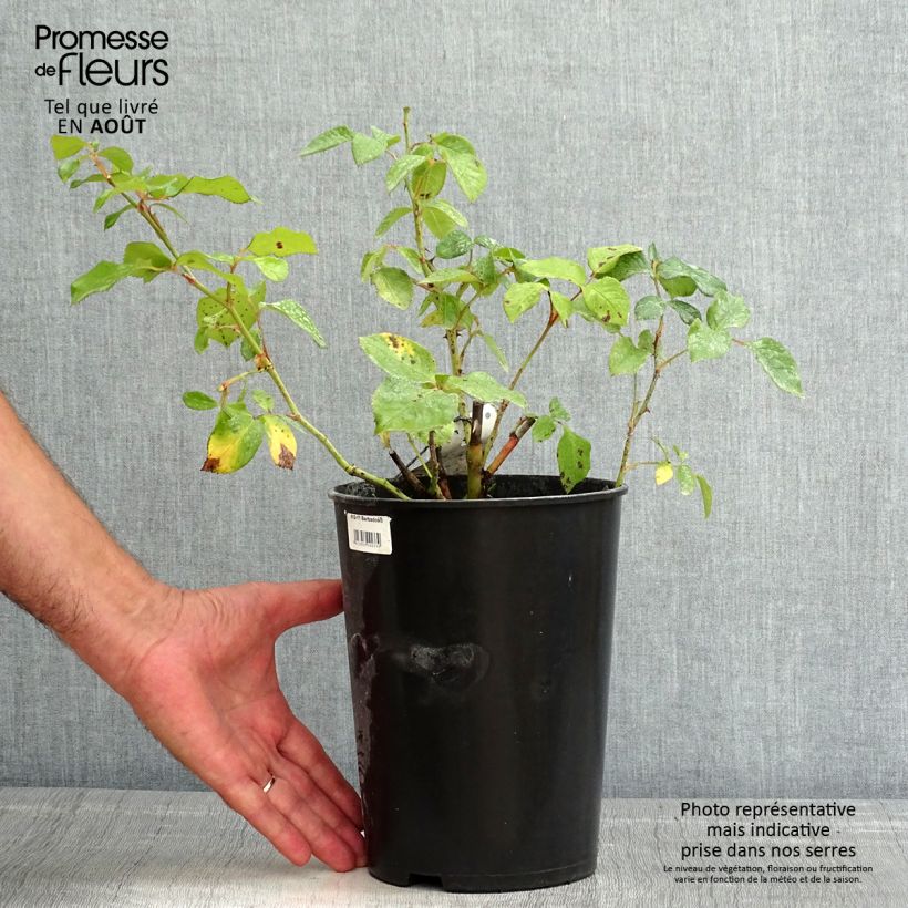 Exemplaar van Rosa Barbados - Grootbloemige roos Pot van 4 l/5 l zoals geleverd in de zomer