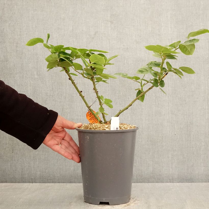 Exemplaar van Rosa Baronne Edmond de Rothschild - Grootbloemige roos Pot van 4 l/5 l zoals geleverd in de lente