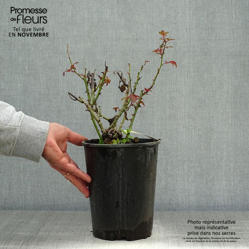 Exemplaar van Rosa Belle du Seigneur - Grootbloemige roos Pot van 4 l/5 l zoals geleverd in de herfst