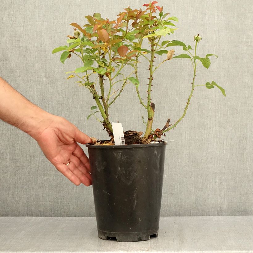 Exemplaar van Rosa Belle du Seigneur - Grootbloemige roos Pot van 4 l/5 l zoals geleverd in de zomer