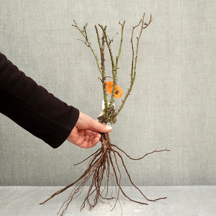 Exemplaar van Rosa Belle Romantica - Grootbloemige roos Naakte wortel zoals geleverd in de winter