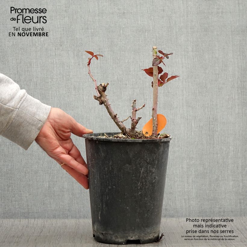 Exemplaar van Rosa Belles Rives - Grootbloemige roos Pot van 4 l/5 l zoals geleverd in de herfst